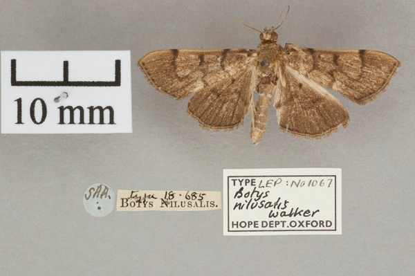 Gadessa nilusalis Walker